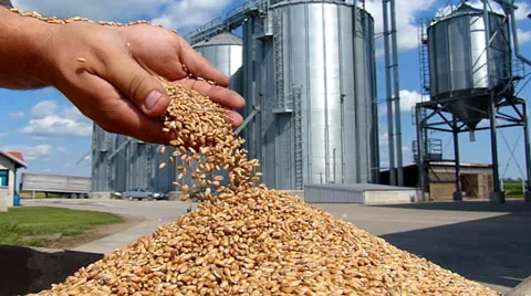Wheat grain of successful farmer Stock Footage 25596518