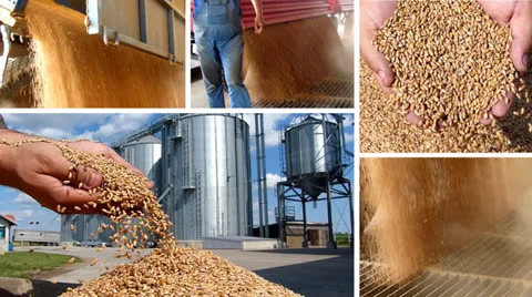 Wheat grain of successful farmer Stock Footage 25653469