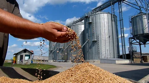 Wheat grain of successful farmer Video stock 35801946