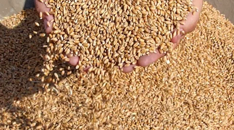 Wheat grain of successful farmer Stock Footage 35802643