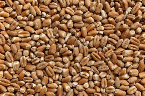 Wheat Grain texture, abstract backdrop, close up Stock Photos