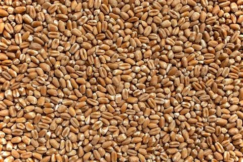 Wheat Grain texture, abstract backdrop, close up Stock Photos