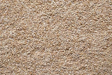 Wheat grain texture. Abstract cereals background. View from above Stock Photos