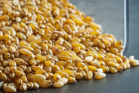 Wheat grain texture background closeup Foto stock
