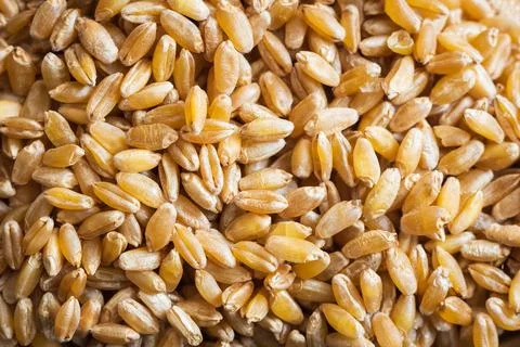 Wheat grain texture background closeup 스톡 사진