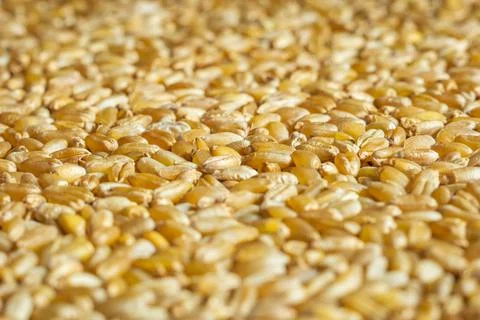 Wheat grain texture background closeup 스톡 사진