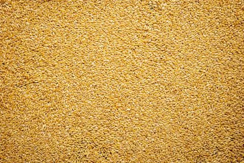 Wheat grain texture background flat overhead view 写真素材