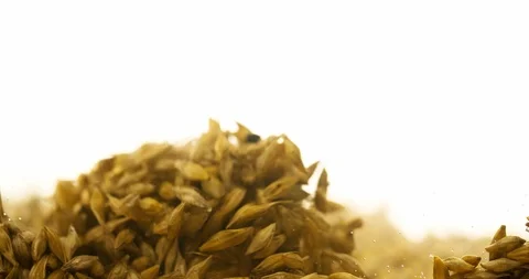 Wheat grain Waving Slowly in Water Slow motion 4K Stock Footage 103644547