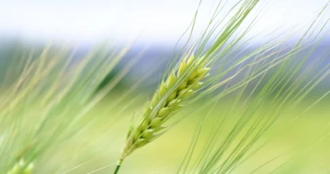 Wheat Grain - Wheat Fields 動画素材 196863533