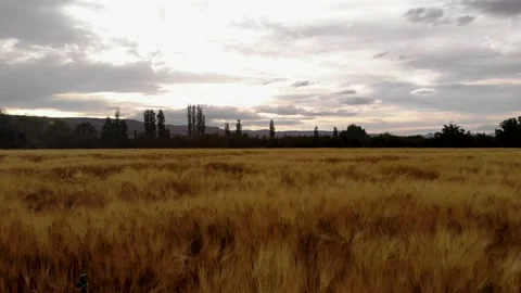 Wheat Grain - Wheat Fields Video stock 198904963