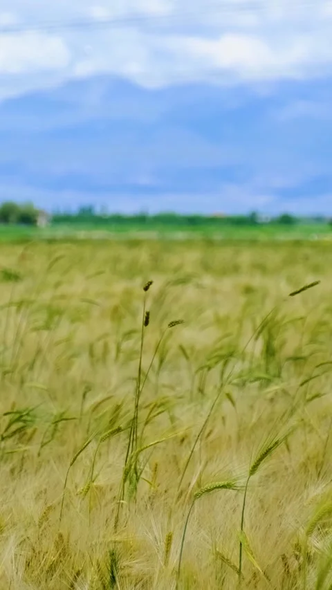Wheat Grain Wheat Fields Vertical Video 動画素材 334872846