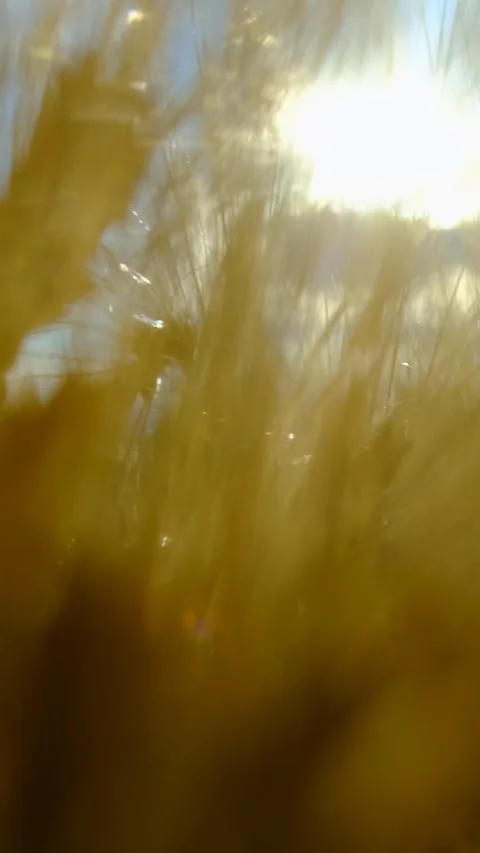 Wheat Grain Wheat Fields Vertical Video Vídeos de archivo 334873233