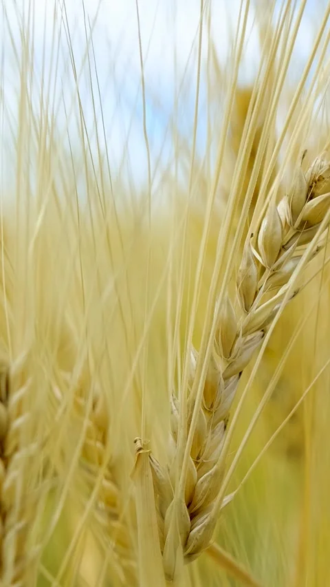 Wheat Grain Wheat Fields Vertical Video Stock Footage 334876528