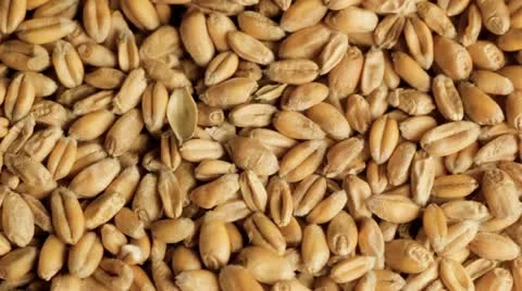 Wheat grains from above Stock Footage 12690181