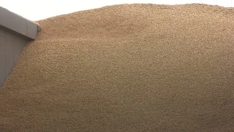 Wheat grains as agricultural background. Close up top view. Stock-Footage 114440179