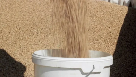 Wheat grains are falling in a bucket, dust is flying Stock Footage 146775710