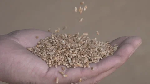 Wheat grains are falling on the hand Stock Footage 241250603