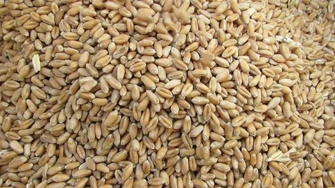 Wheat grains are falling on the pile Stock Footage 142169002