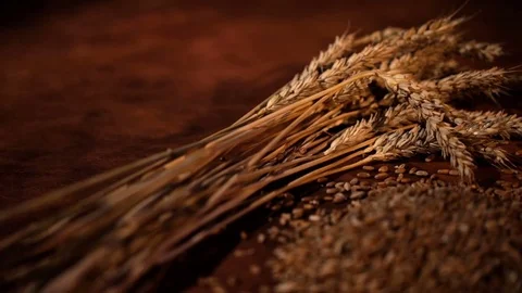 Wheat grains are falling in slow motion, a sheaf of wheat in the background Stock Footage 77695766