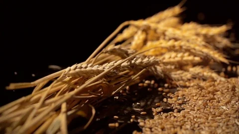 Wheat grains are falling in slow motion, a sheaf of wheat in the background Stock Footage 77695818
