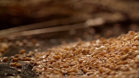 Wheat grains are falling in slow motion, a sheaf of wheat in the background Stock Footage 77695842