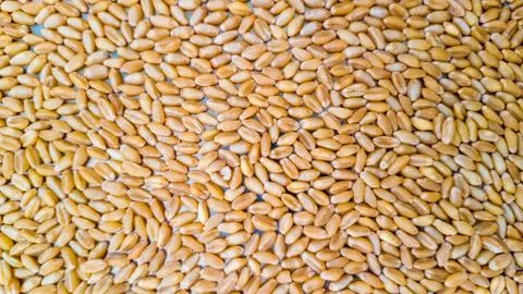 Wheat grains are layed on a flat surface. Stock Photos