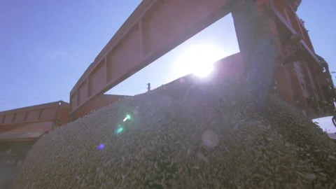 Wheat grains are poured from the back of a truck Stock Footage 157845900