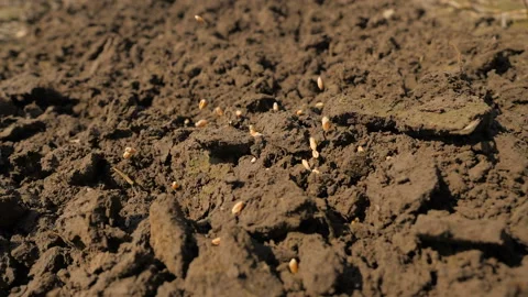 Wheat grains are thrown into the ground. Slow motion. Stock Footage 101029863