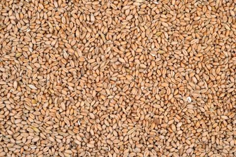 Wheat grains background Stock Photos