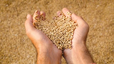 Wheat Grains in Both Hands  Harvest Closeup Stock Footage 318155465