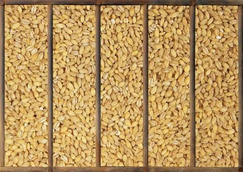 Wheat grains in box Stockfoto's