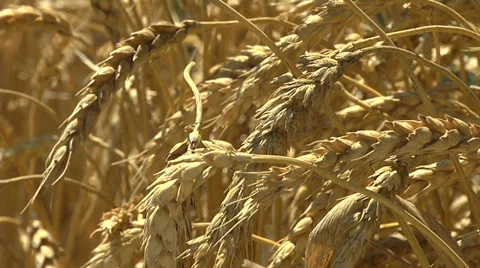 Wheat Grains Close Up Video stock 35798488