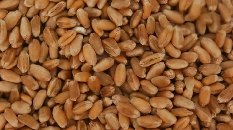 Wheat grains . Close-up Video stock 61822136