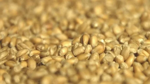 Wheat grains. Close-up. Stock Footage