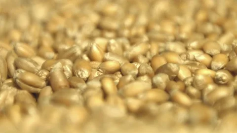 Wheat grains. Close-up. Stock Footage 76979378