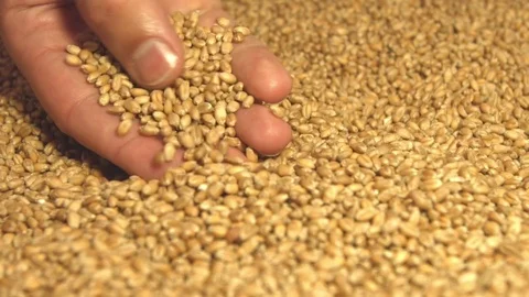 Wheat grains. Close-up. Stockbeeldmateriaal 76979414