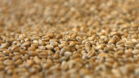 Wheat grains. Close-up. Видео 77219813