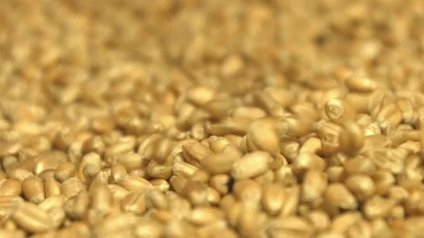 Wheat grains. Close-up. Slow motion. Stock Footage