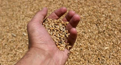 Wheat grains close up view perfect picture Stock Photos