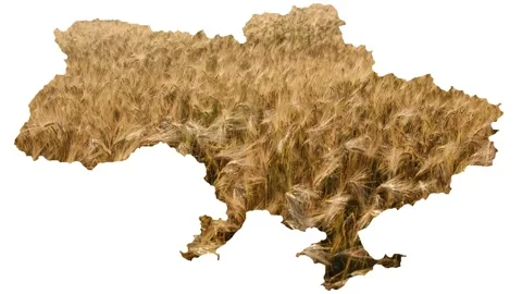 Wheat grains close up. Wheat close-up. Map of Ukraine. Hunger concept. Stock Footage 213875509