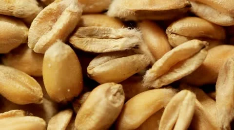 Wheat grains CU Vídeo Stock 22040964