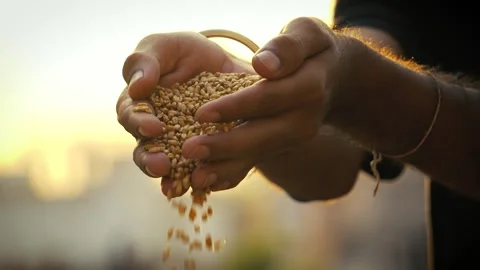 Wheat Grains Dropping in Sunlight Backlit Shot Видео 318155453