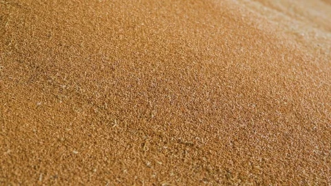 Wheat grains at the elevator Stock Footage 94366508