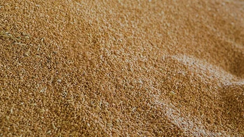 Wheat grains at the elevator Stock Footage 94366523
