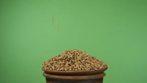 Wheat grains fall into a crowded clay bowl and fall out of it. Isolated on a Stock Footage 126798532