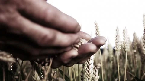 Wheat grains fall from hand to hand on a wheat field in slow motion Stock Footage 136477149