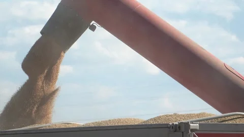 Wheat grains fall in a stream into collecting trucks Video stock 315881230