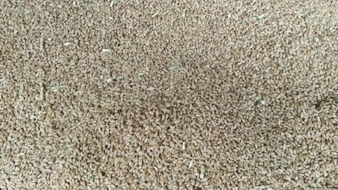 Wheat grains falling from above into a heap of wheat Video stock 274041918