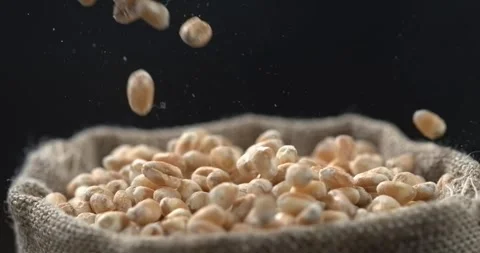 Wheat grains falling into burlap sack in super slow motion macro Video stock 342590133