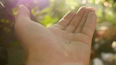 Wheat grains falling down in farmer's hand Stock Footage 71042056